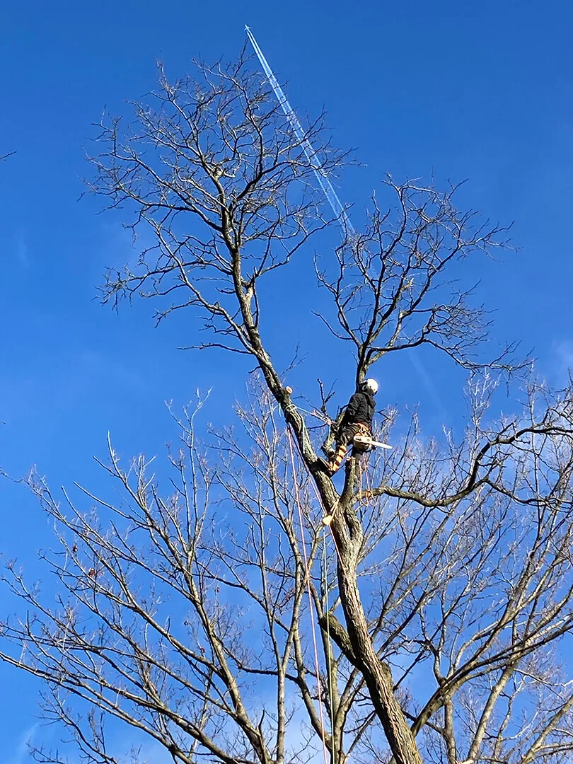 Guardian Tree Experts LLC gallery 8