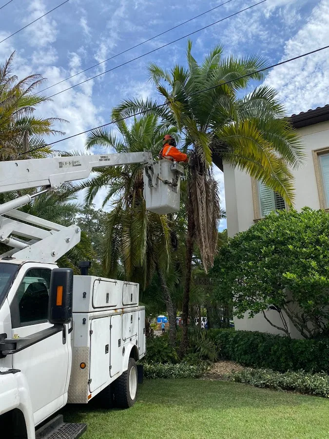 H&M Tree Service work site