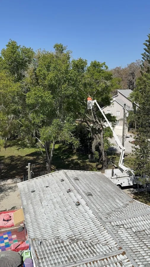 H&M Tree Service gallery 2