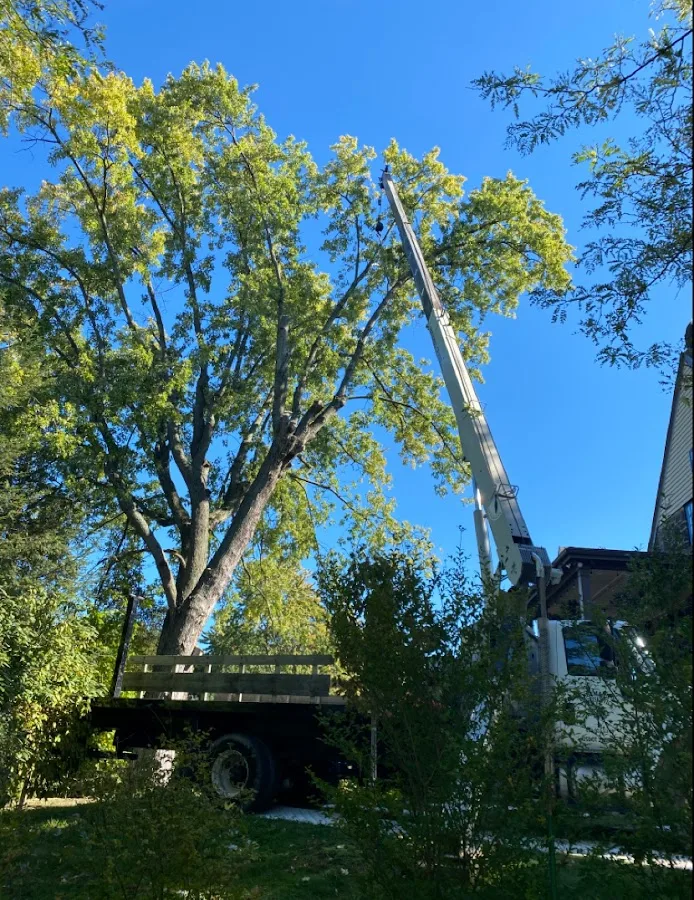 Hellmann's Tree Service