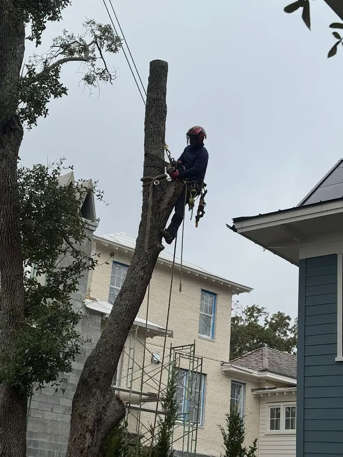 Hernandez Trees and Lawn care LLC gallery 4