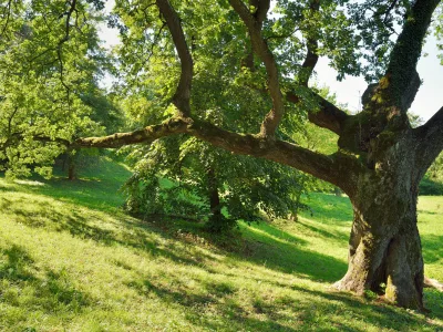 Herrington Tree Services gallery 2