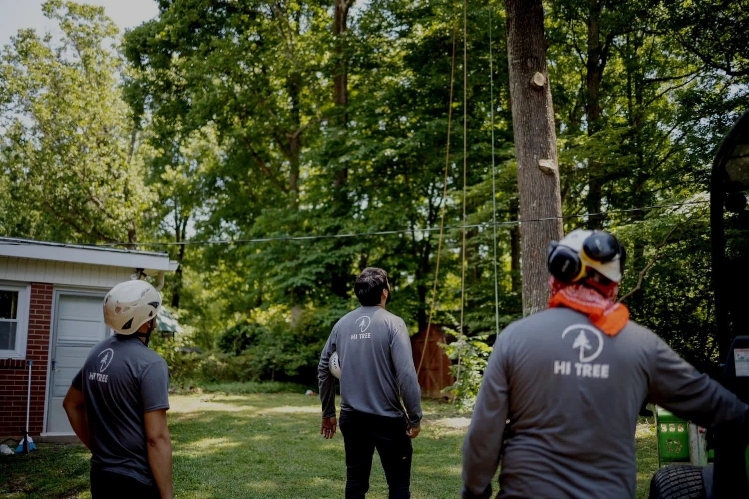 Hi Tree Service gallery 3