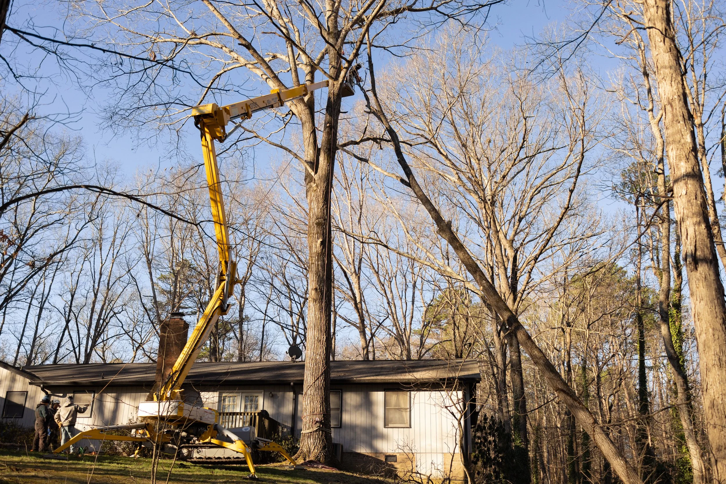 Hi Tree Service gallery 6