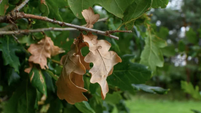 High Falls Tree Service gallery 3