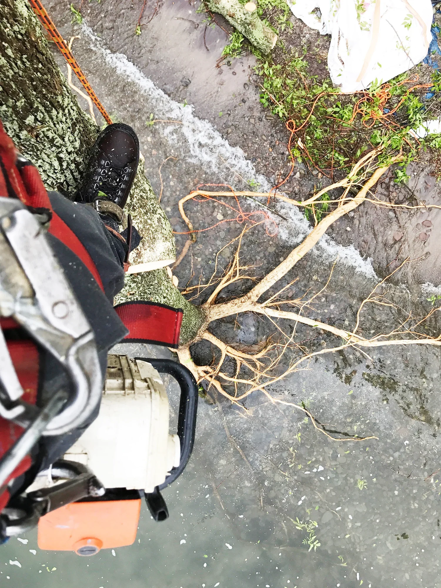 High Falls Tree Service gallery 5
