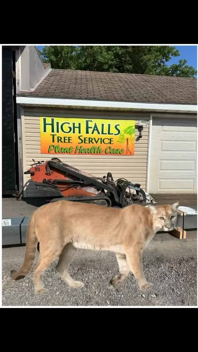 High Falls Tree Service gallery 8