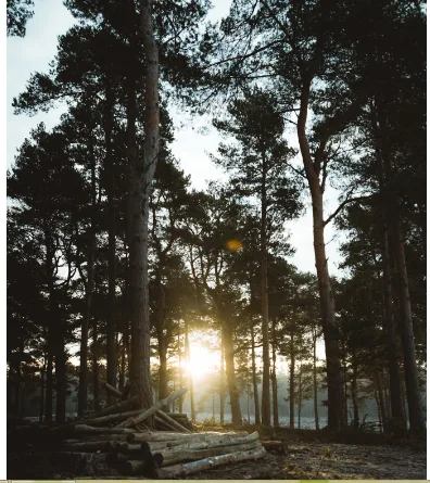 High Peaks Tree Removal Inc gallery 2