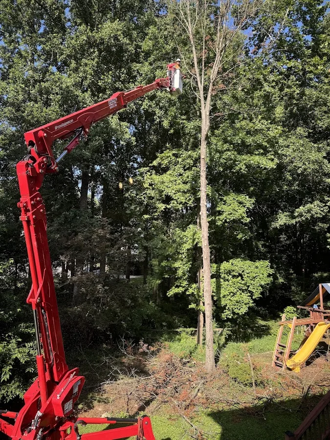 Highlander Tree Service LLC work site