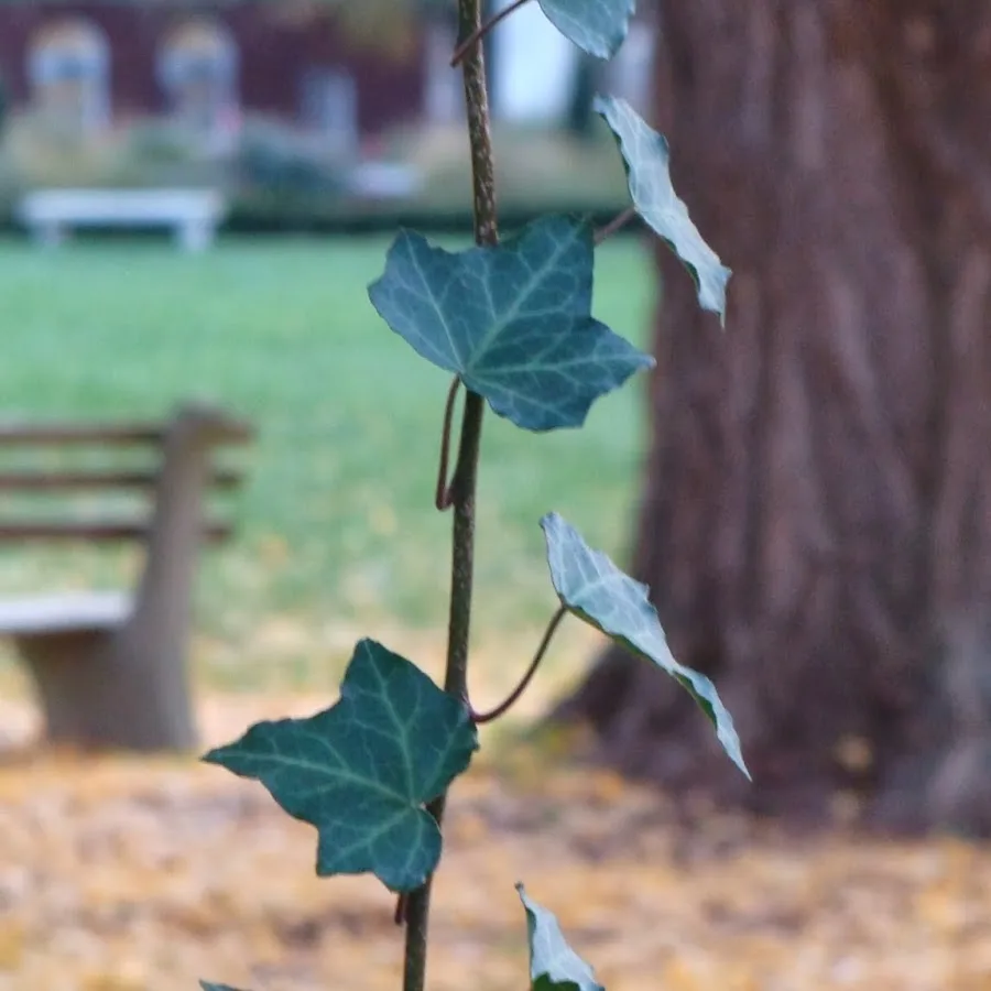 Hildebrandt Tree Tech - SavATree gallery 7