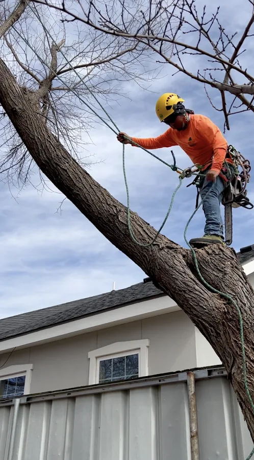 Holcomb Tree Service