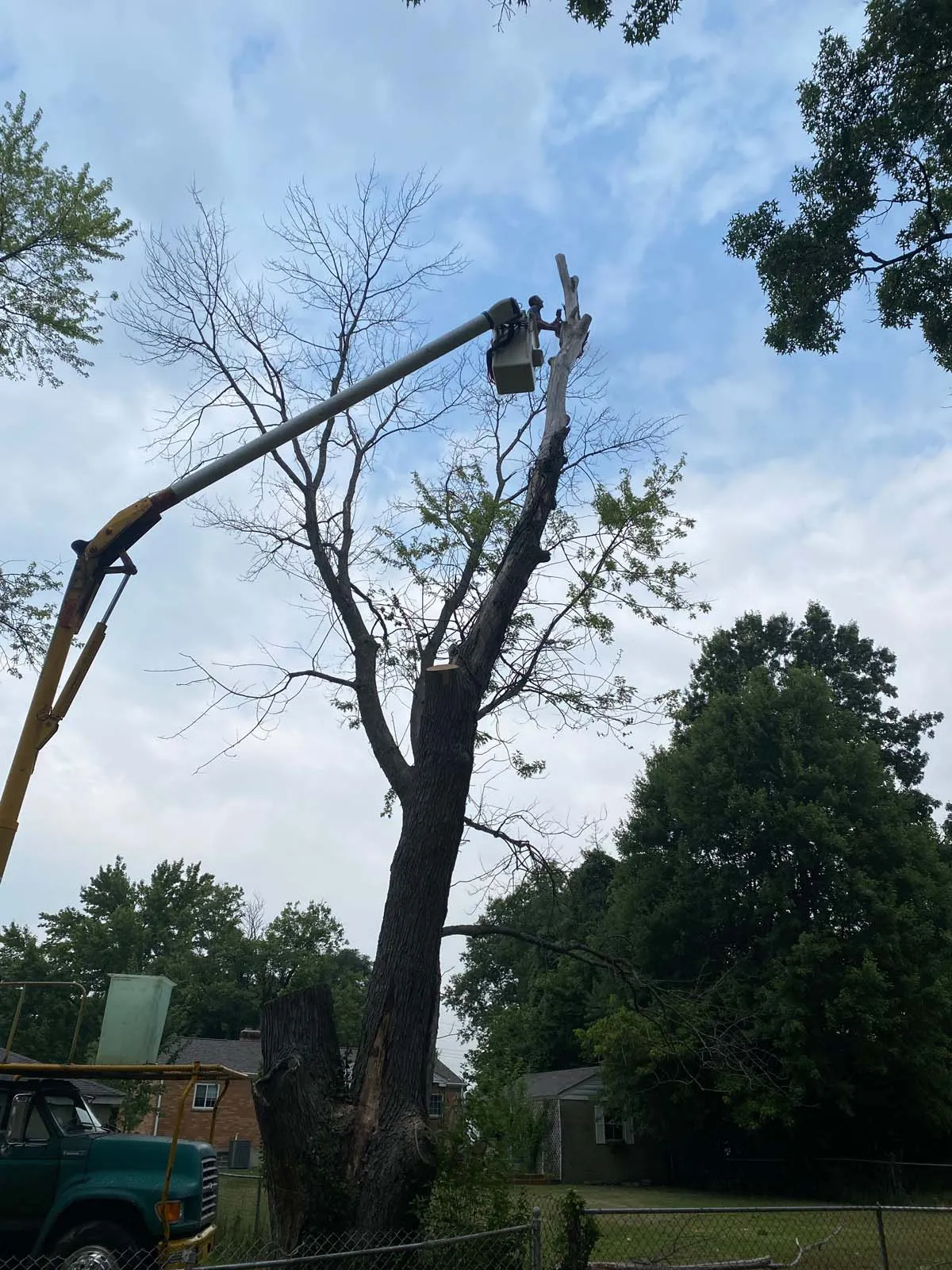 Hutson Tree Service gallery 3