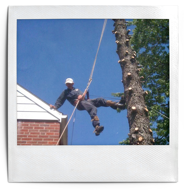 Hutson Tree Service gallery 4