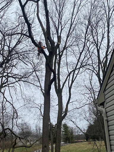 Hutson Tree Service gallery 5