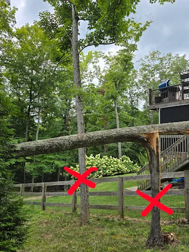 Hutson Tree Service gallery 7