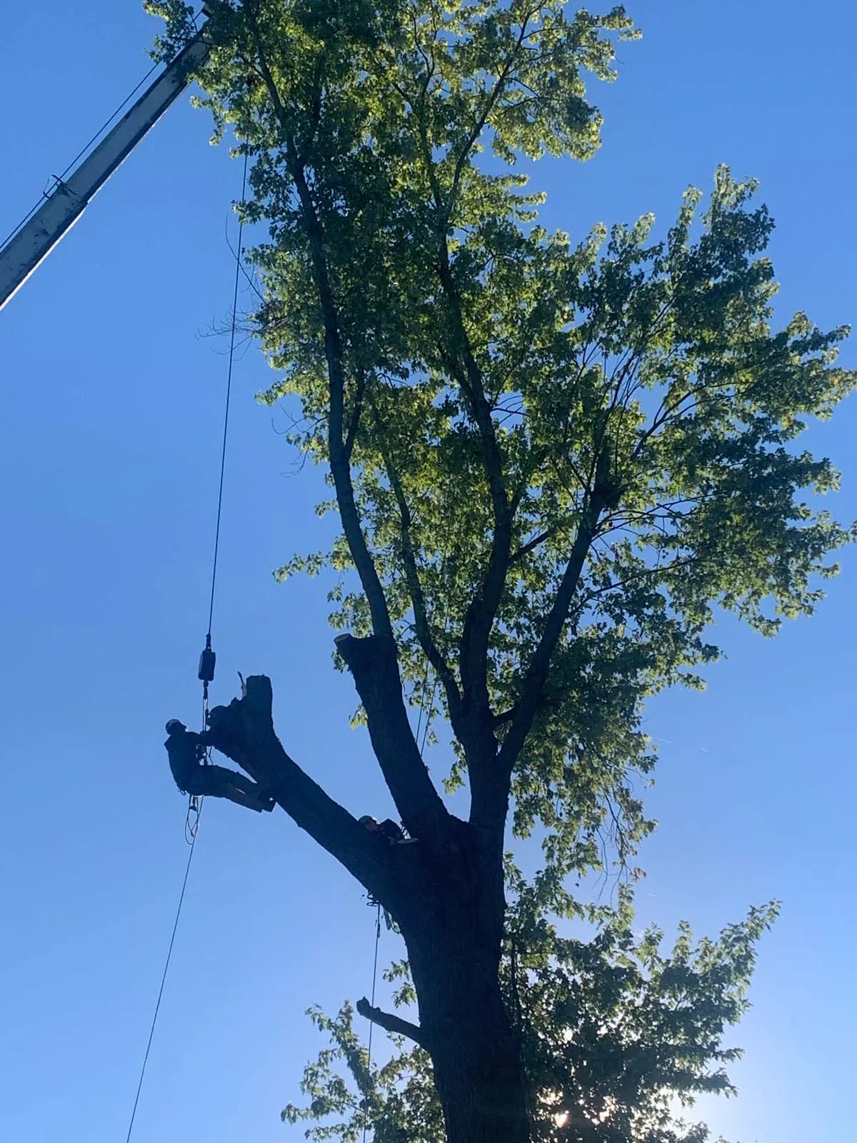 Hutson Tree Service gallery 8