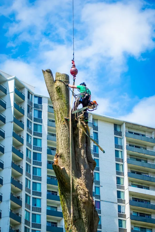 Ilya's Tree Service gallery 2