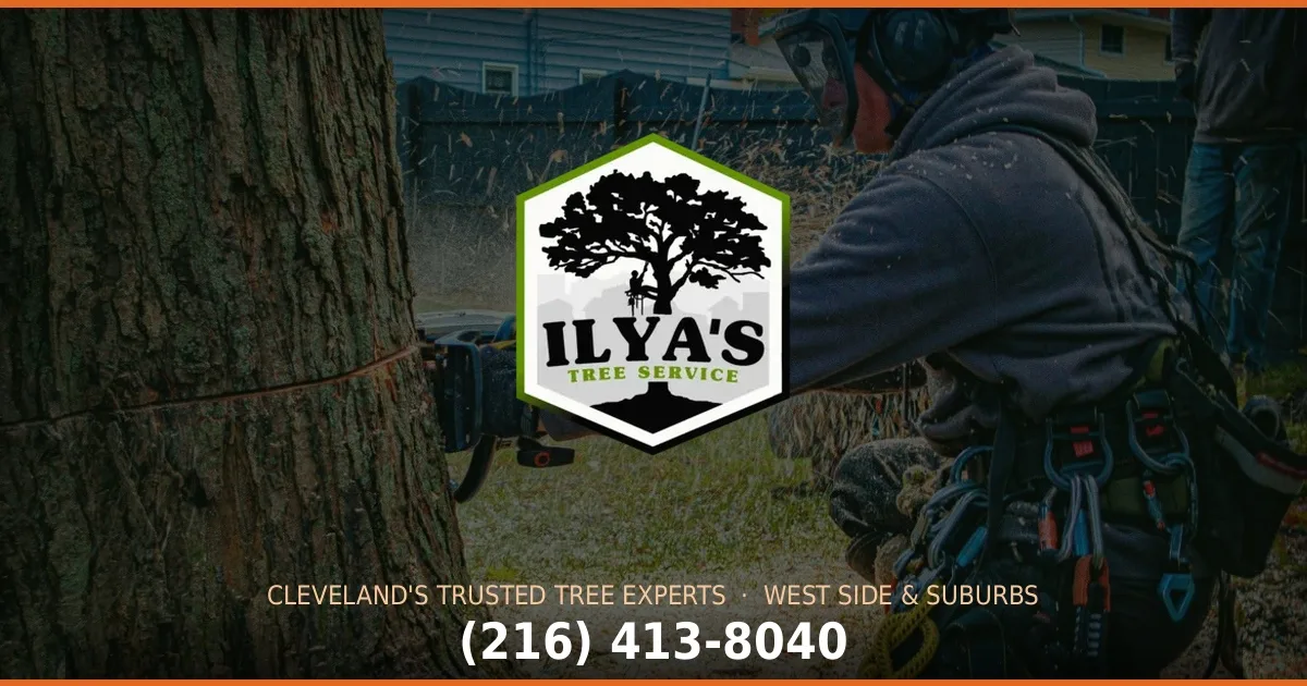 Ilya's Tree Service gallery 5