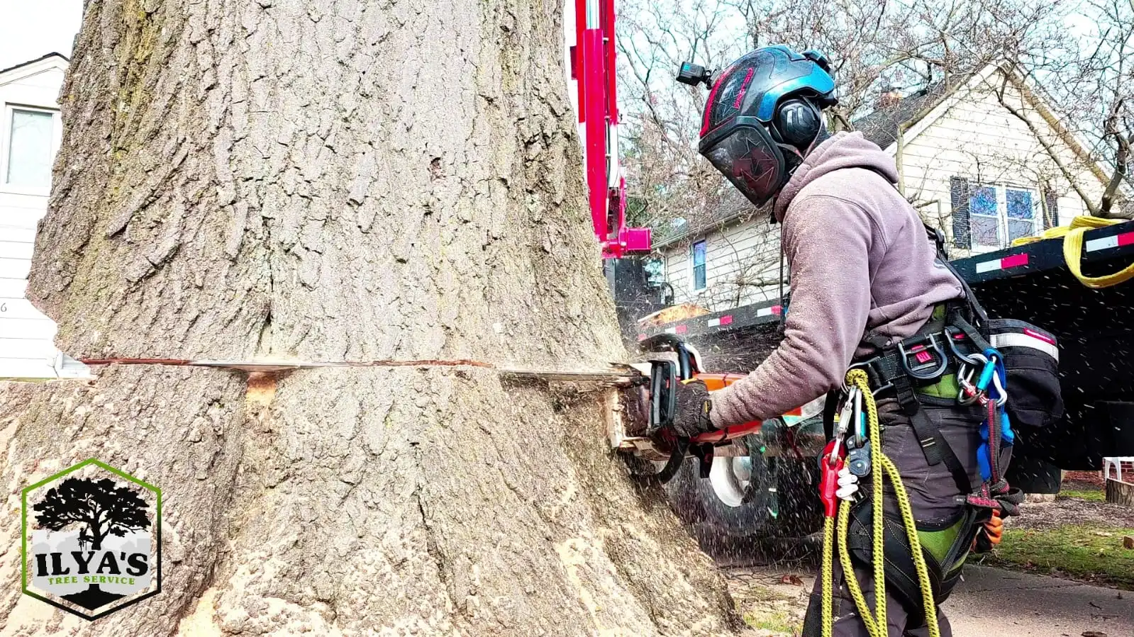 Ilya's Tree Service gallery 6
