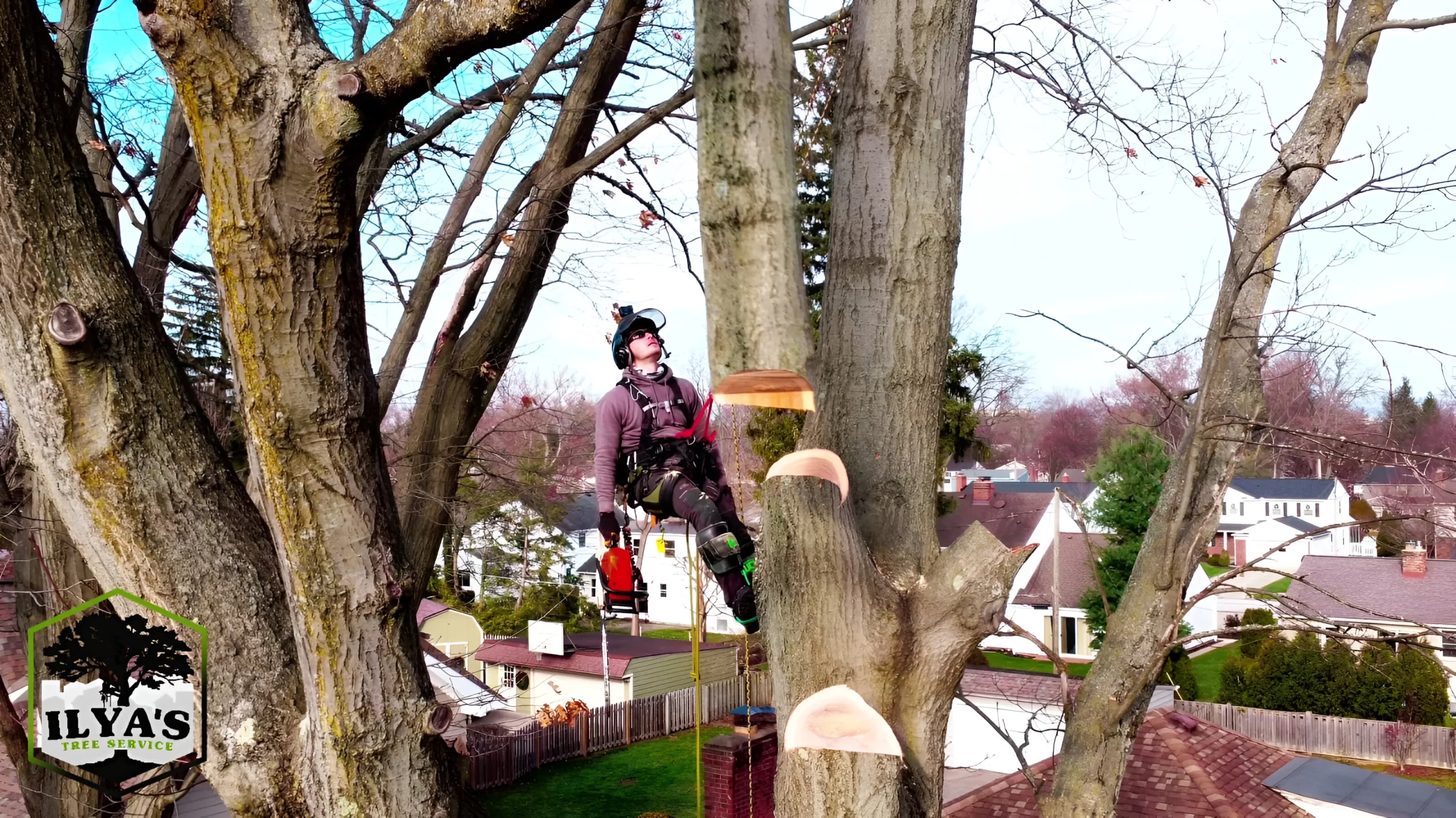 Ilya's Tree Service gallery 8