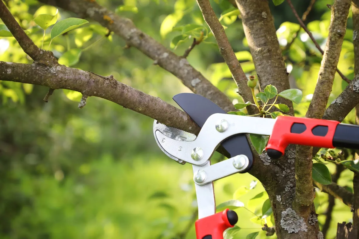 Independent Tree Service, Inc. gallery 2
