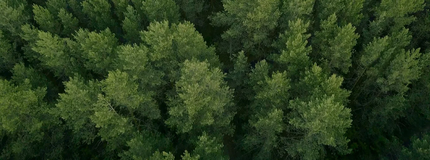 Indiana Tree Service gallery 6