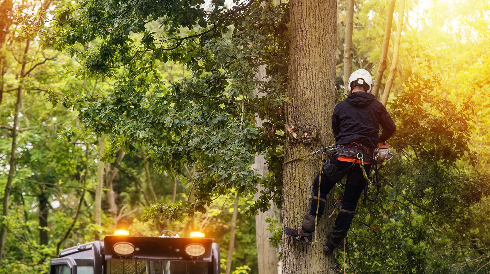 Indiana Tree Service gallery 7