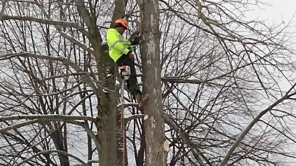 Innovation Tree Services work site