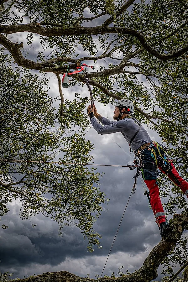 Integrity Tree Care