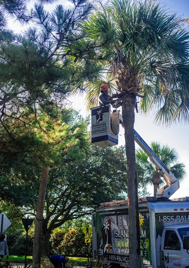 Island Tree & Property Care gallery 2