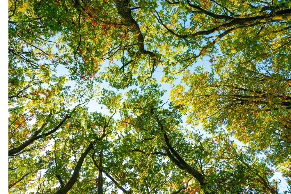 Island Tree & Property Care gallery 3