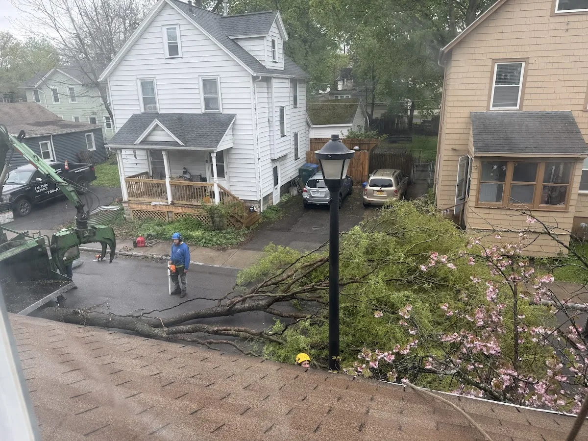 J.M. Tree Service gallery 2