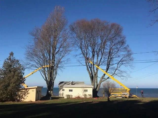 J.M. Tree Service gallery 8