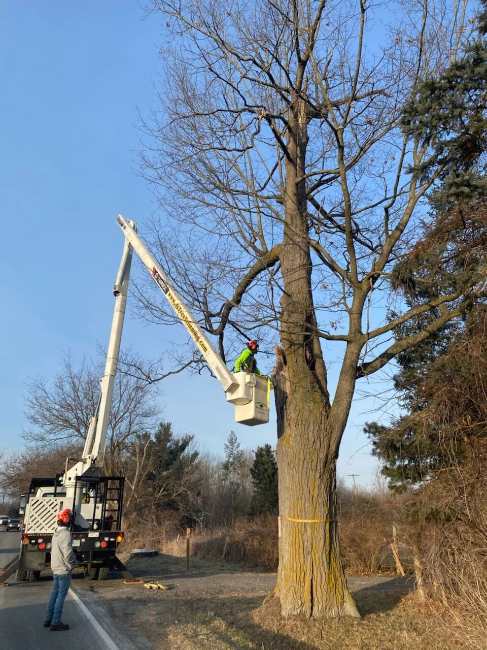 J's Tree Trimming & Removal, Inc. gallery 5