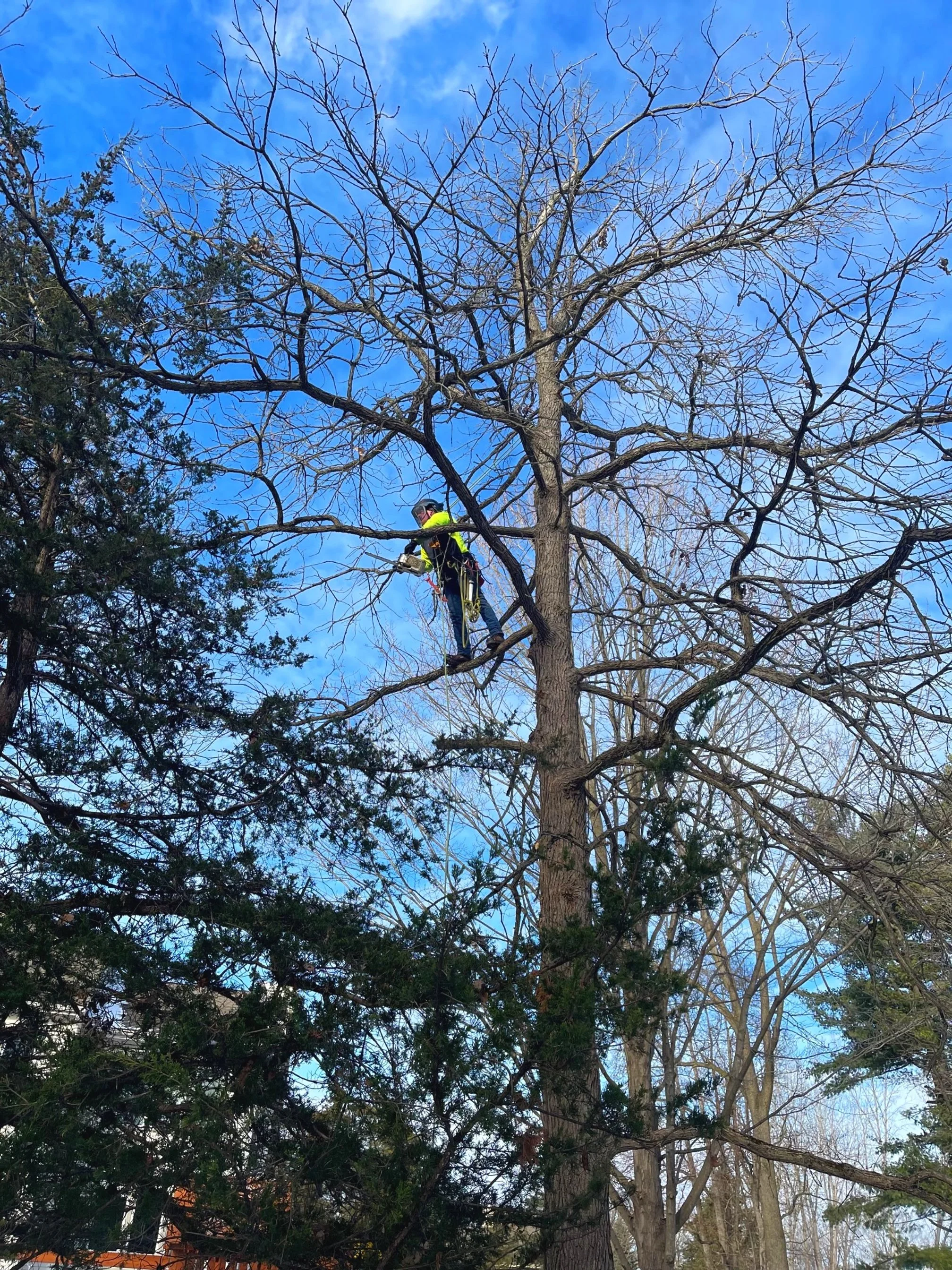J's Tree Trimming & Removal, Inc. gallery 8
