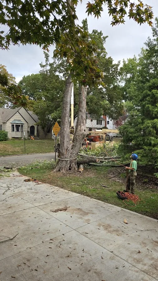 Jacob Sauer Tree Care gallery 2