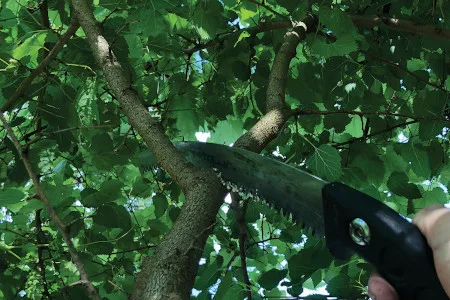 Jacob Sauer Tree Care gallery 4