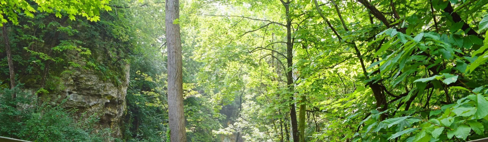 Jacob Sauer Tree Care gallery 6