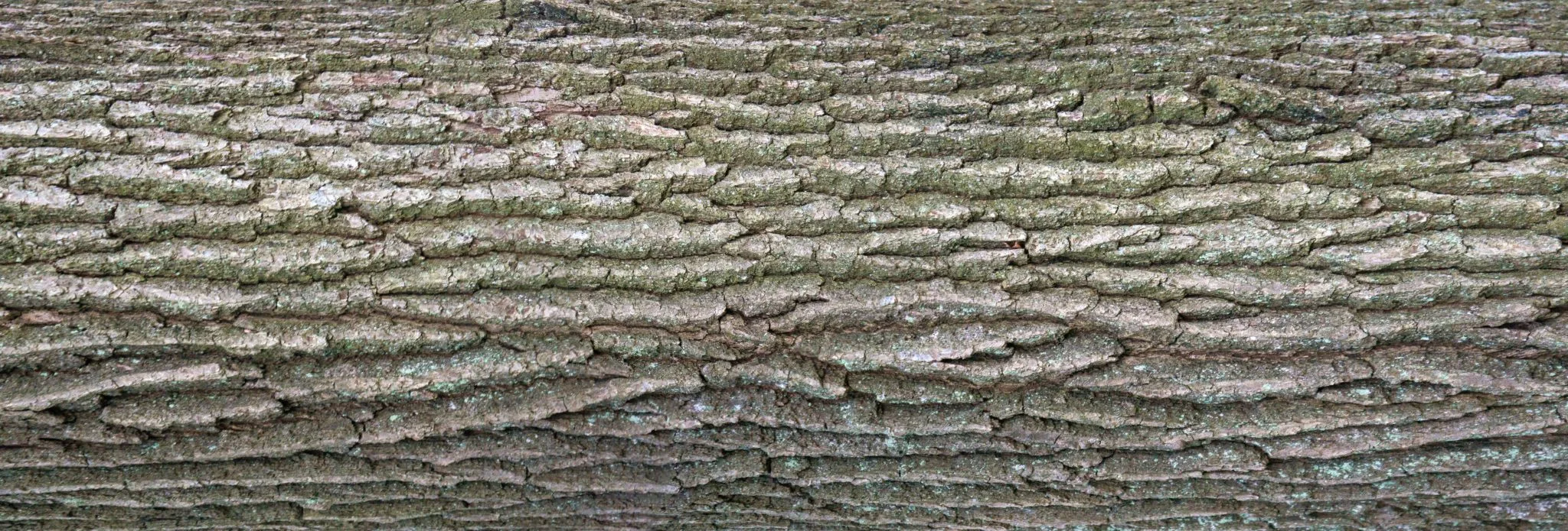 Jacob Sauer Tree Care gallery 7