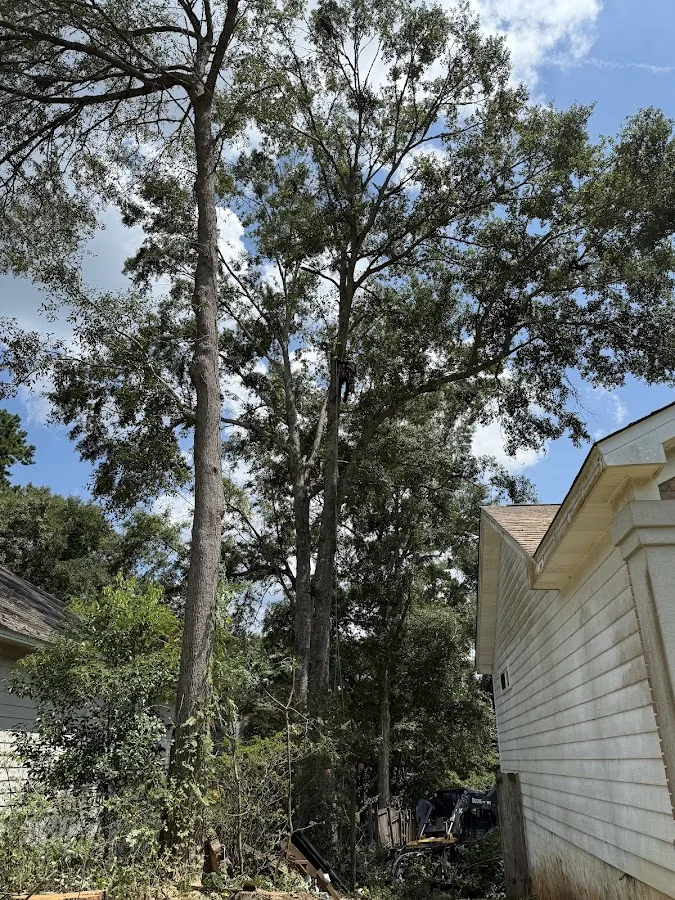 Jason Hamilton Tree Service work site