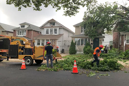 JB Tree Care gallery 7