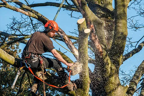 JB Tree Care gallery 8