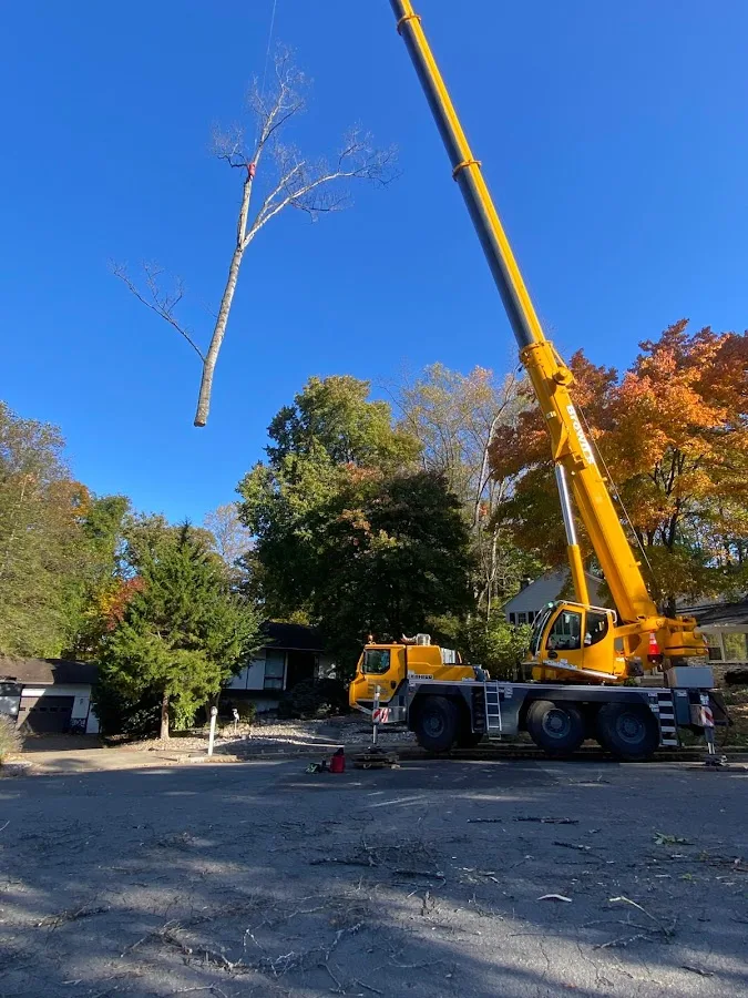 JCM Tree Service work site