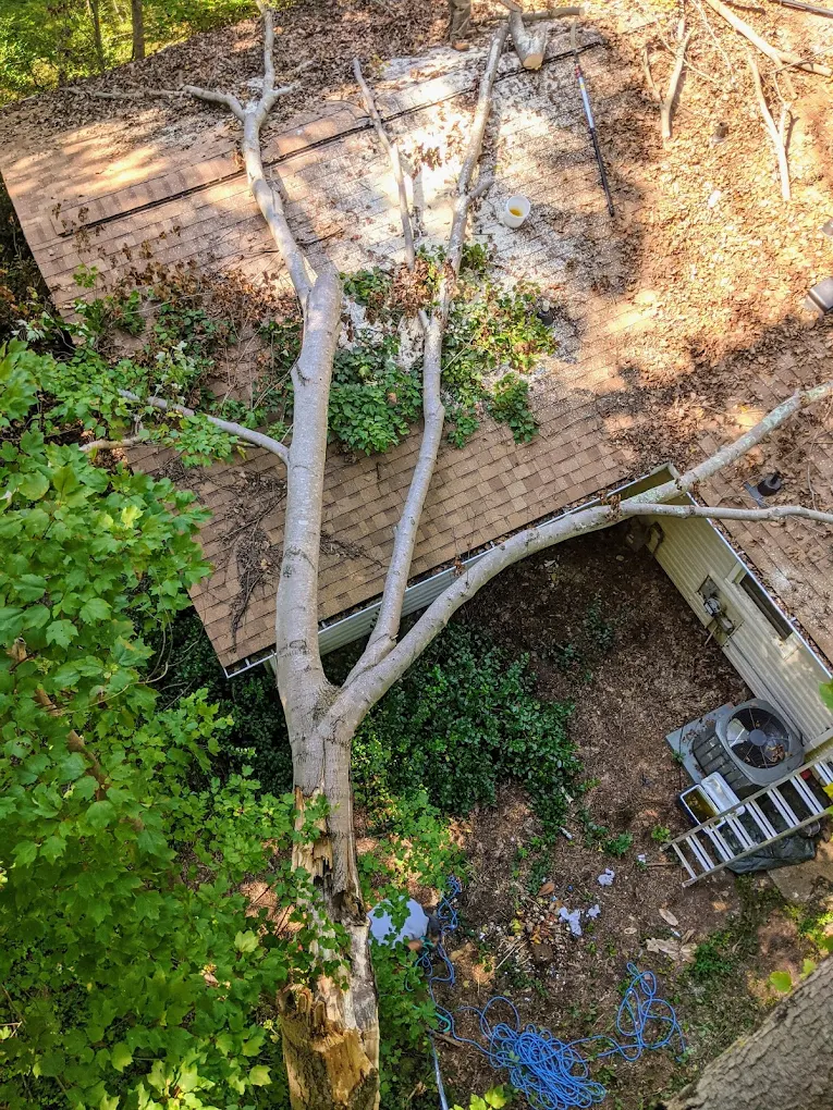 JD TREE, LLC gallery 3