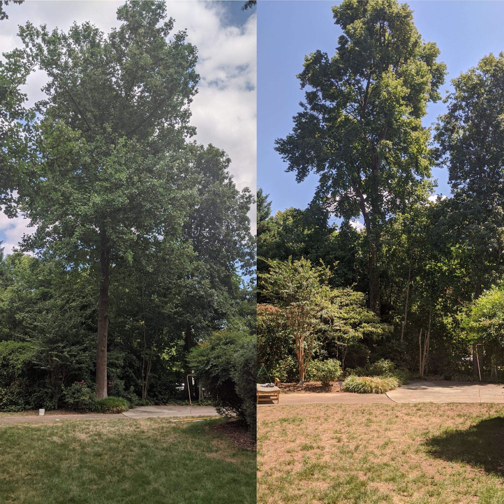 JD TREE, LLC gallery 7