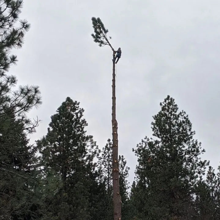 Jeffreys Tree Services work site