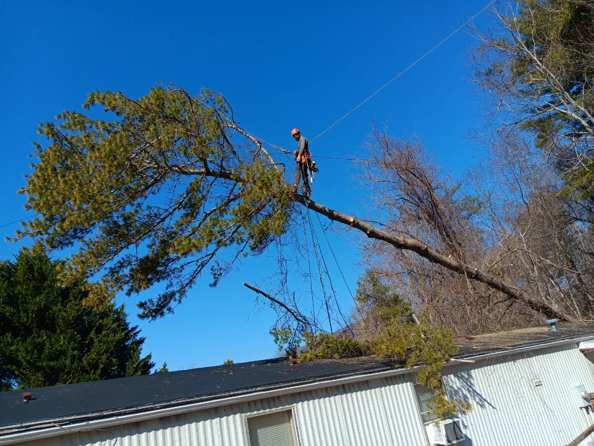 Jenkins Tree Care gallery 2