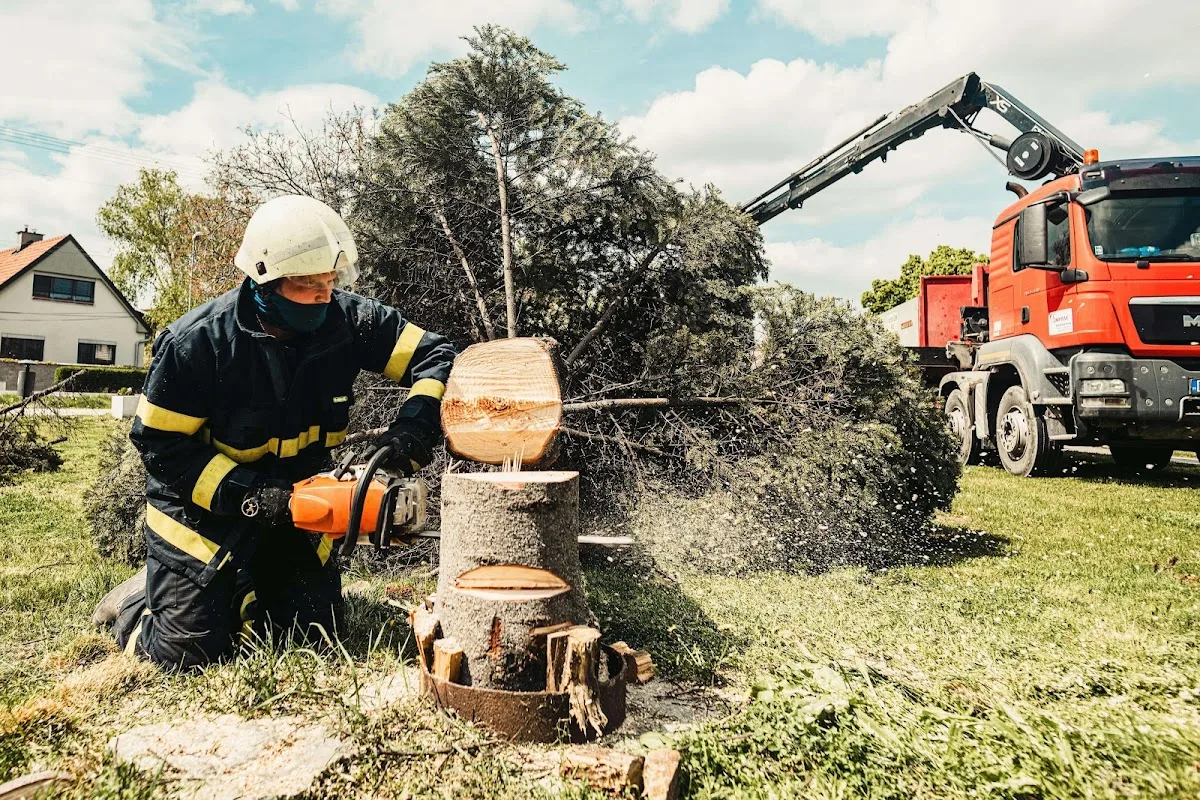 Jersey City Tree Services