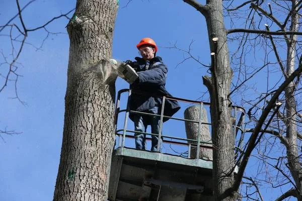 Jimmy's Bronx Tree Company gallery 7