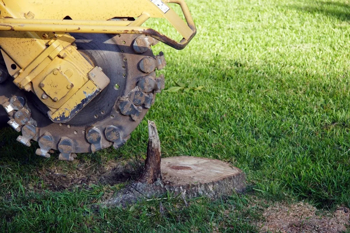 JJ's Professional Tree Service and Stump Removal, Inc. gallery 2